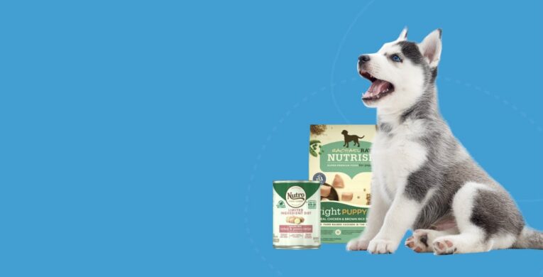 banner_flat_2_dog@2x