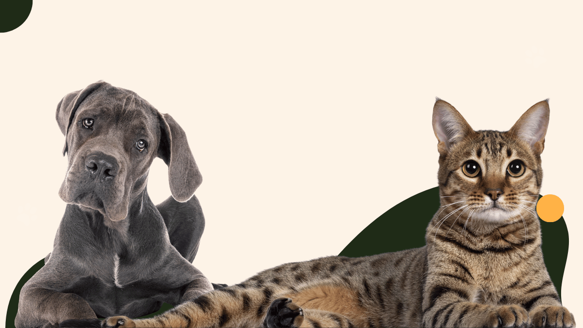 Hund frisst Monoprotein-Trockenfutter aus Napf
