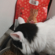 Katzenfutter