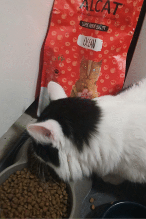 Katzenfutter