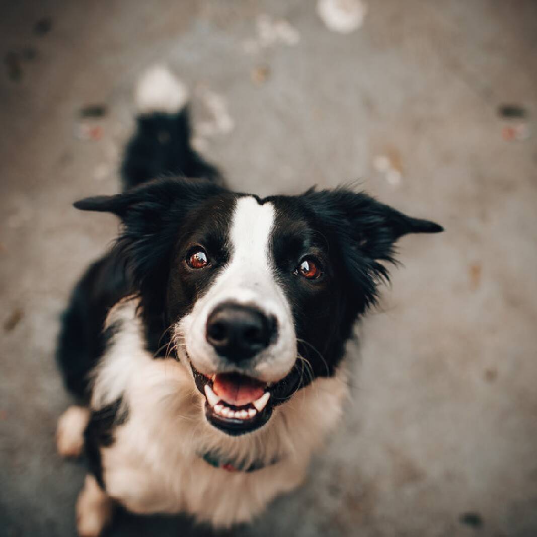 Hunde Trockenfutter