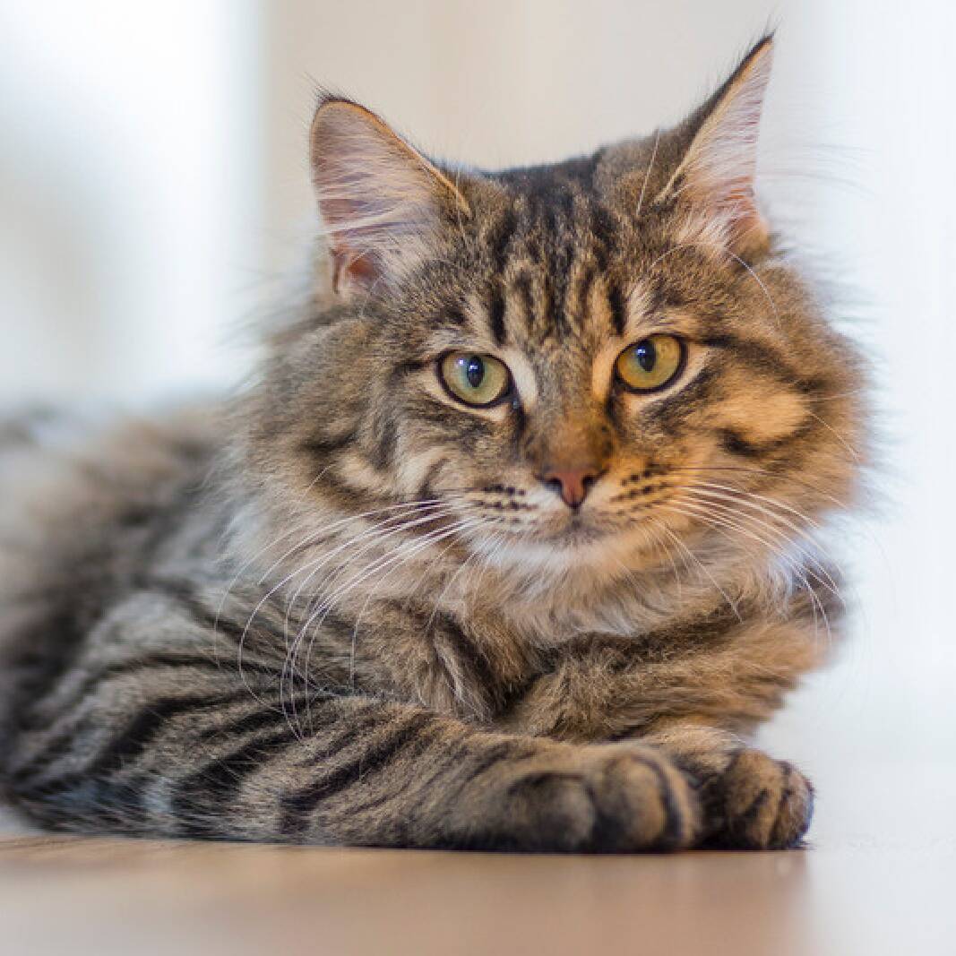 Katzen Trockenfutter